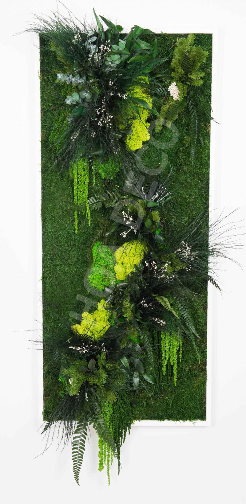 Mur végétal et plante stabilisée à Saint-Malo, Bretagne