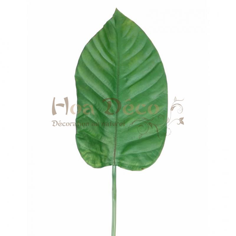 Mur végétal et plante stabilisée à Saint-Malo, Bretagne