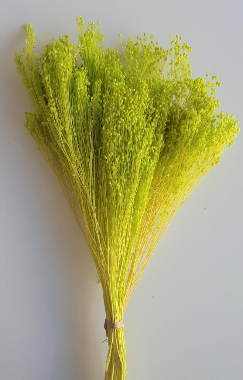 Broom jaune (gypsophile) végétaux stabilisés fleurs Hoa Déco