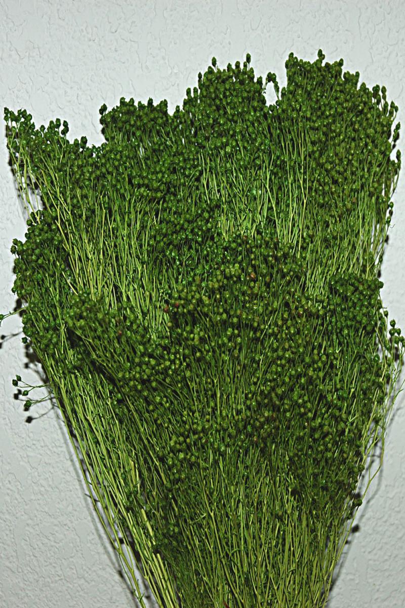 Broom vert clair (gypsophile) végétaux stabilisés fleurs Hoa Déco