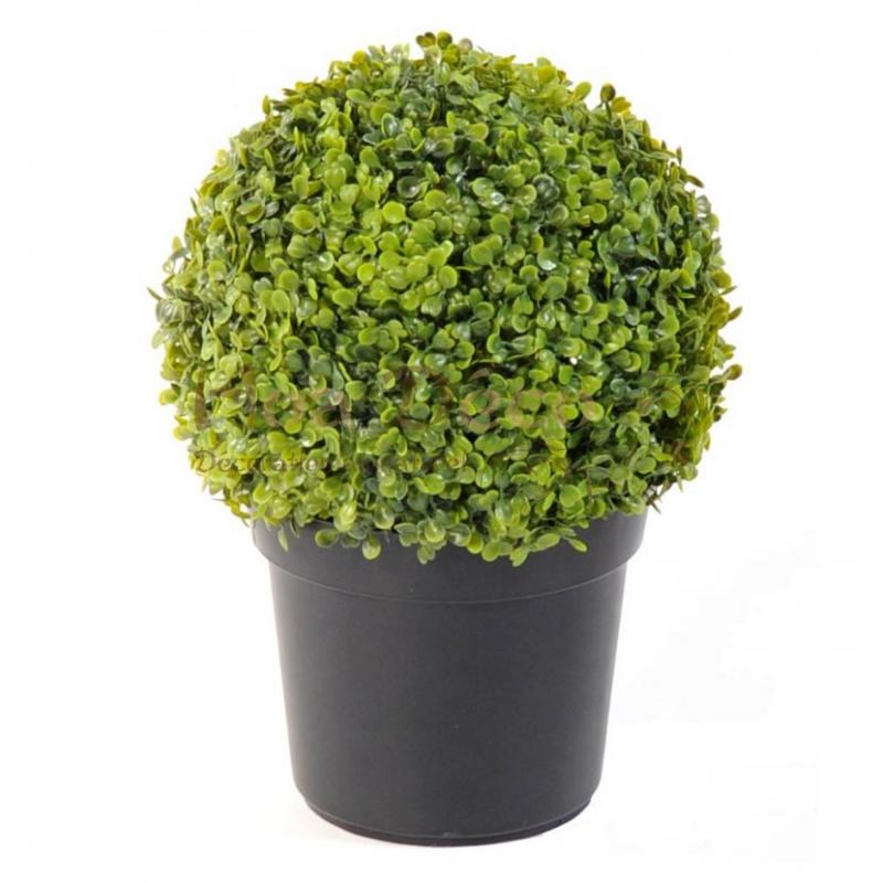 BUIS BOULE POT
