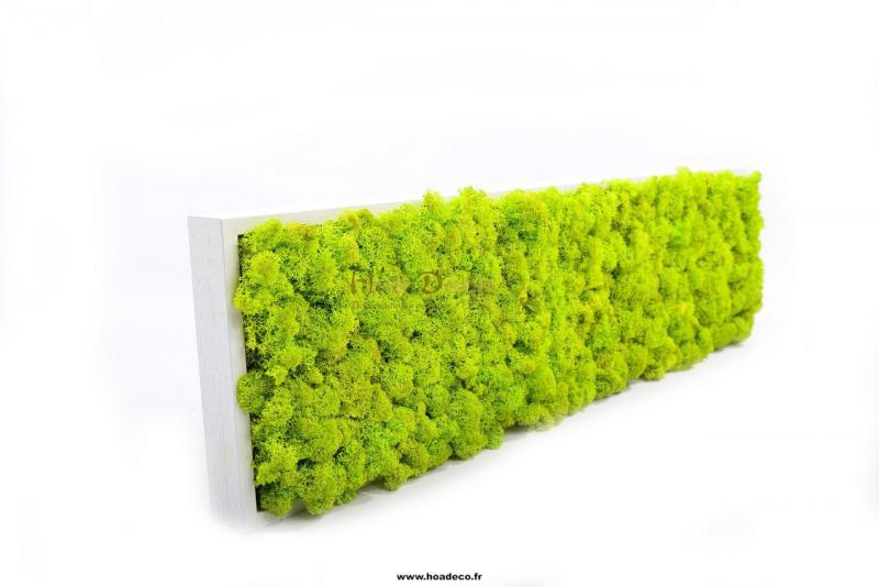 adre_stabilis_lichen_vert_fluo_2