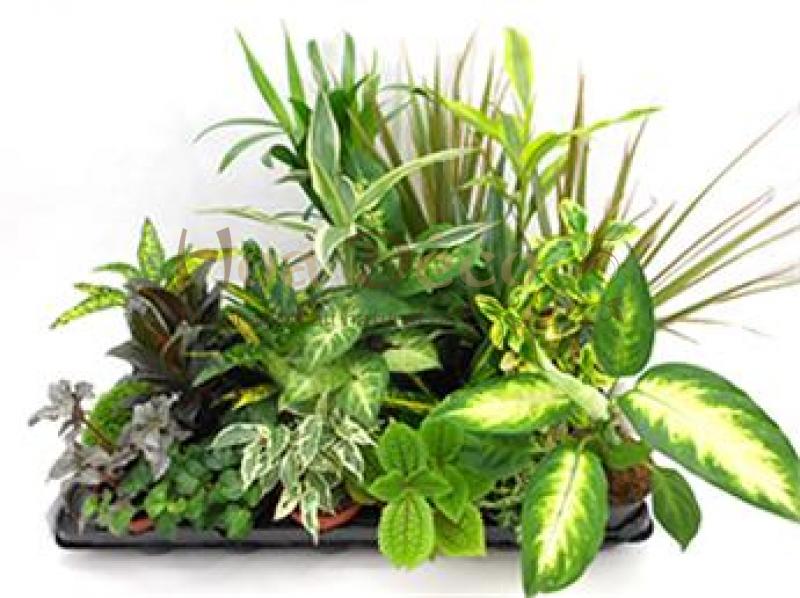 plantes vertes pack lot HOA DECO murs vegetaux