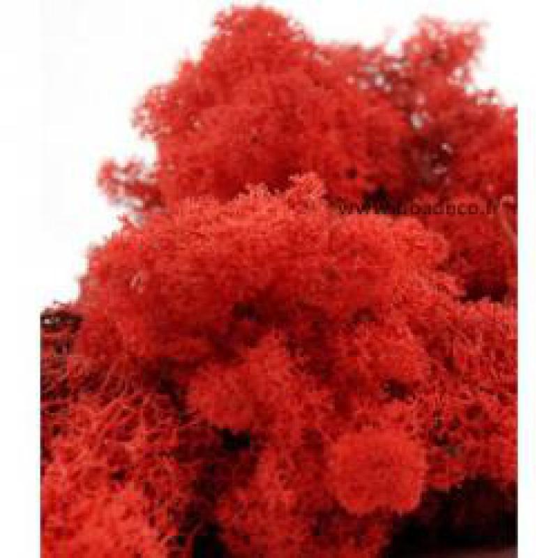 Tableau de Lichen Stabilisé Rouge Mono 22x22 cm