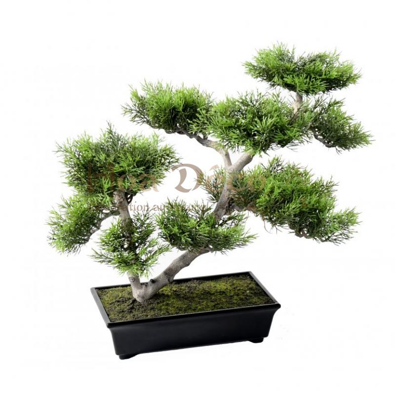 Mur végétal et plante stabilisée à Saint-Malo, Bretagne