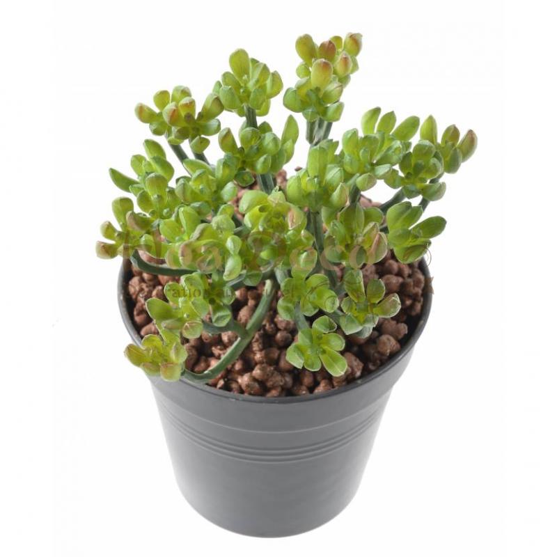 succulent - HOA DECO MURS VEGETAUX CADRES TABLEAUX ARTIFICIELS