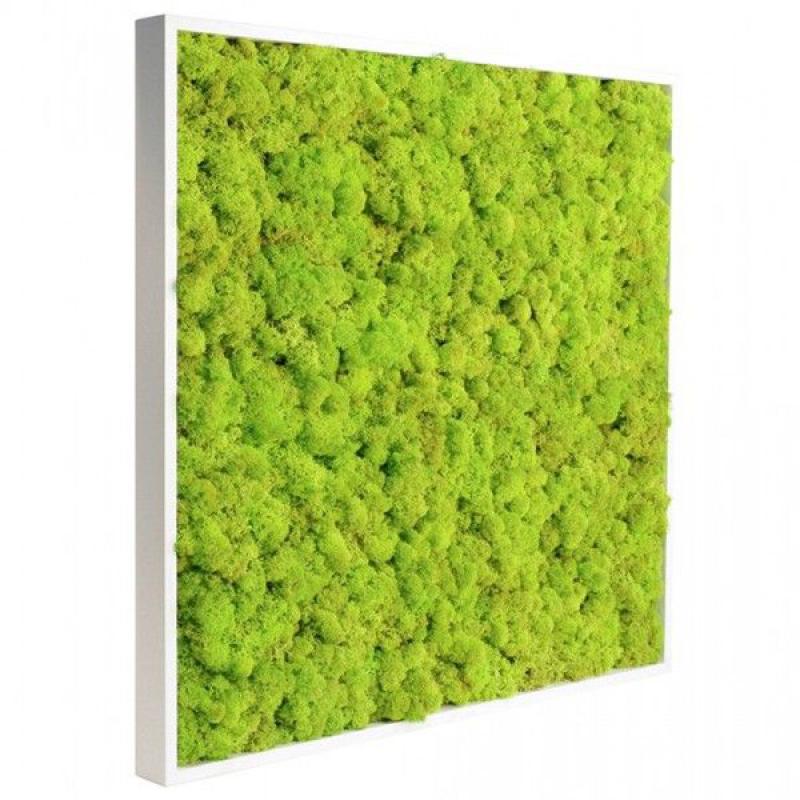 tableau 60x60 lichen vert citron hoa deco green wall design spirit zen.