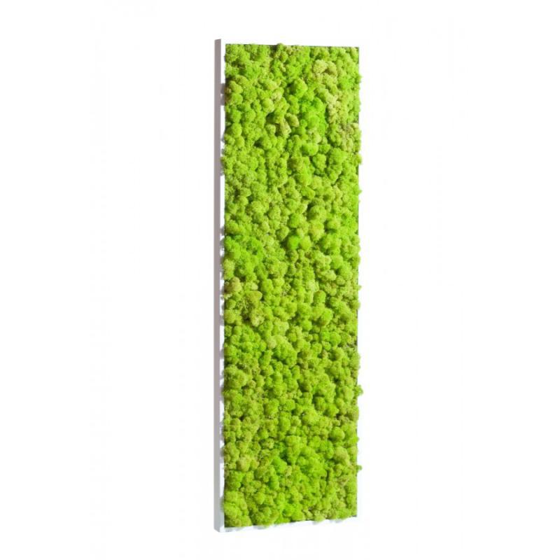 Mur végétal et plante stabilisée à Saint-Malo, Bretagne