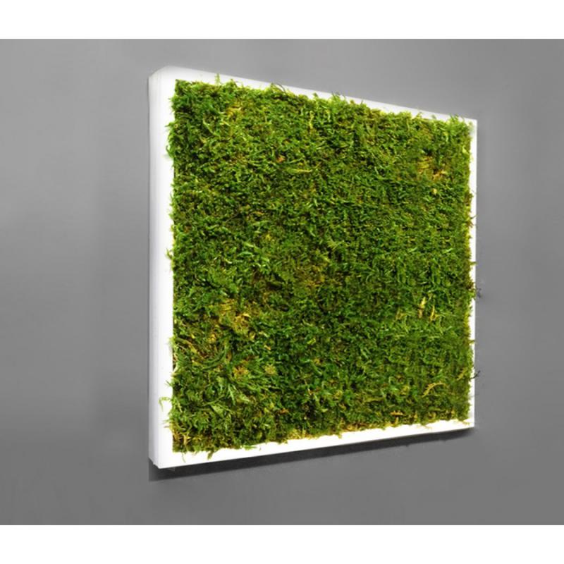 Mur végétal et plante stabilisée à Saint-Malo, Bretagne