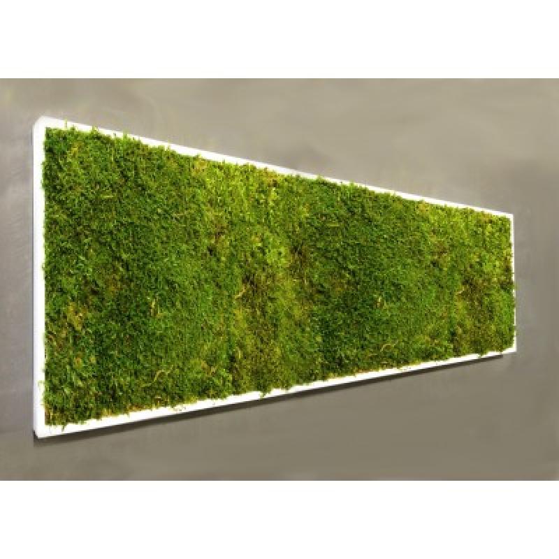 Mur végétal et plante stabilisée à Saint-Malo, Bretagne
