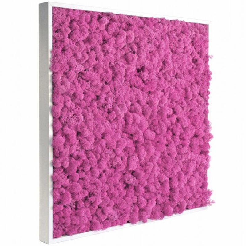 Tableau de Lichen Stabilisé Rose Fuchsia Mono 22x22 cm
