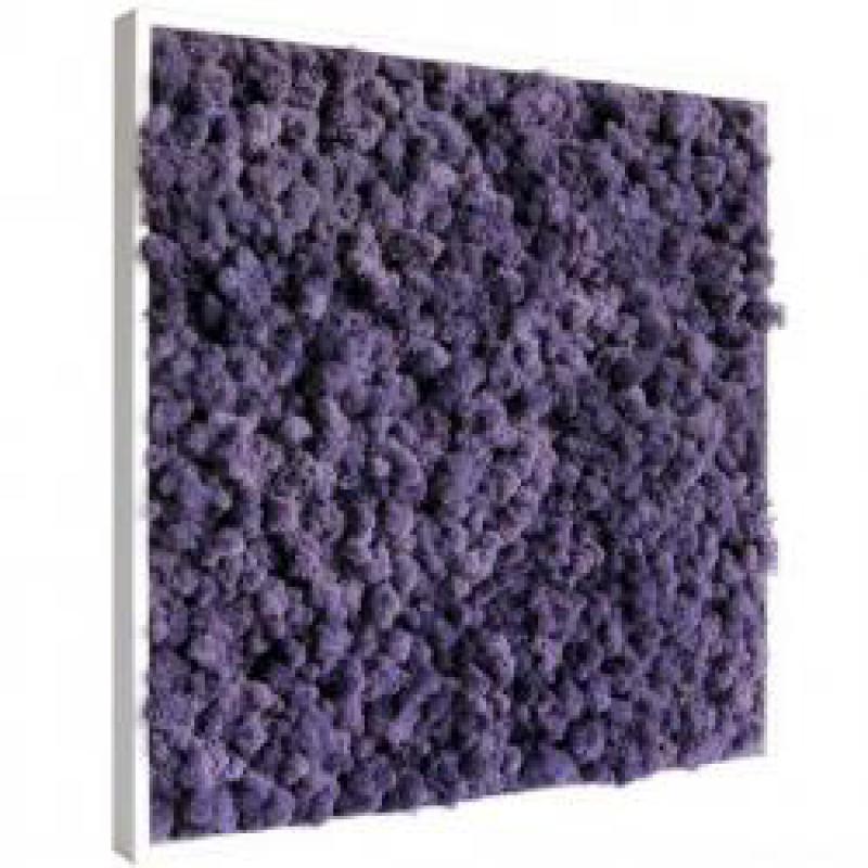 Tableau de Lichen Stabilisé Violet Mono 22x22 cm