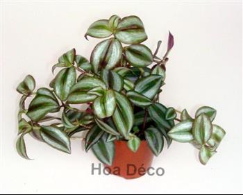 Mur végétal et plante stabilisée à Saint-Malo, Bretagne