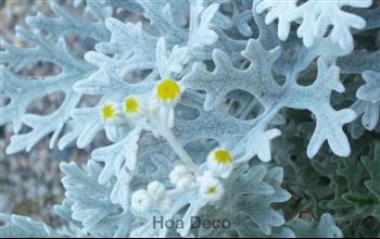 Mur végétal et plante stabilisée à Saint-Malo, Bretagne