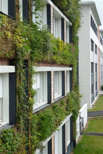 Mur végétal et plante stabilisée à Saint-Malo, Bretagne