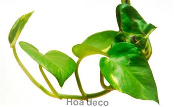 Mur végétal et plante stabilisée à Saint-Malo, Bretagne