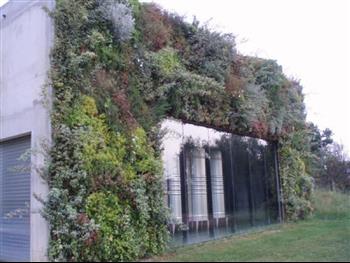 Mur végétal et plante stabilisée à Saint-Malo, Bretagne