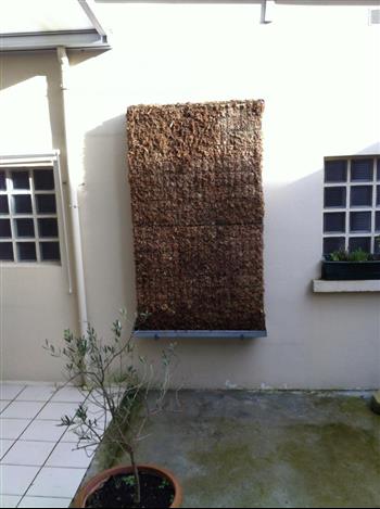 Mur végétal et plante stabilisée à Saint-Malo, Bretagne