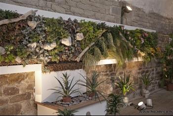 Mur végétal et plante stabilisée à Saint-Malo, Bretagne