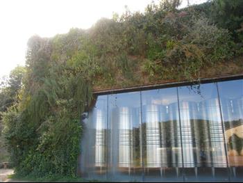 Mur végétal et plante stabilisée à Saint-Malo, Bretagne