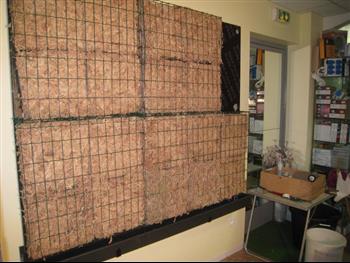 Mur végétal et plante stabilisée à Saint-Malo, Bretagne