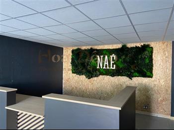 Action Déco peinture nae bio sourcée HOA DECO AVRIL 21 stabilisé green attitude zen spirit wall murs végétaux lichen fougeres lierre