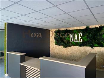 Action Déco peinture nae bio sourcée HOA DECO AVRIL 21 stabilisé green wall