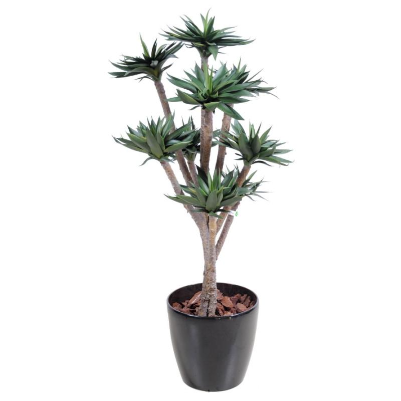 agave9-100-cm