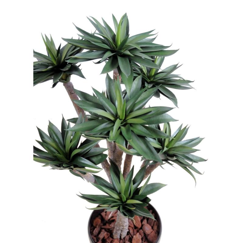 agave9-100-cm
