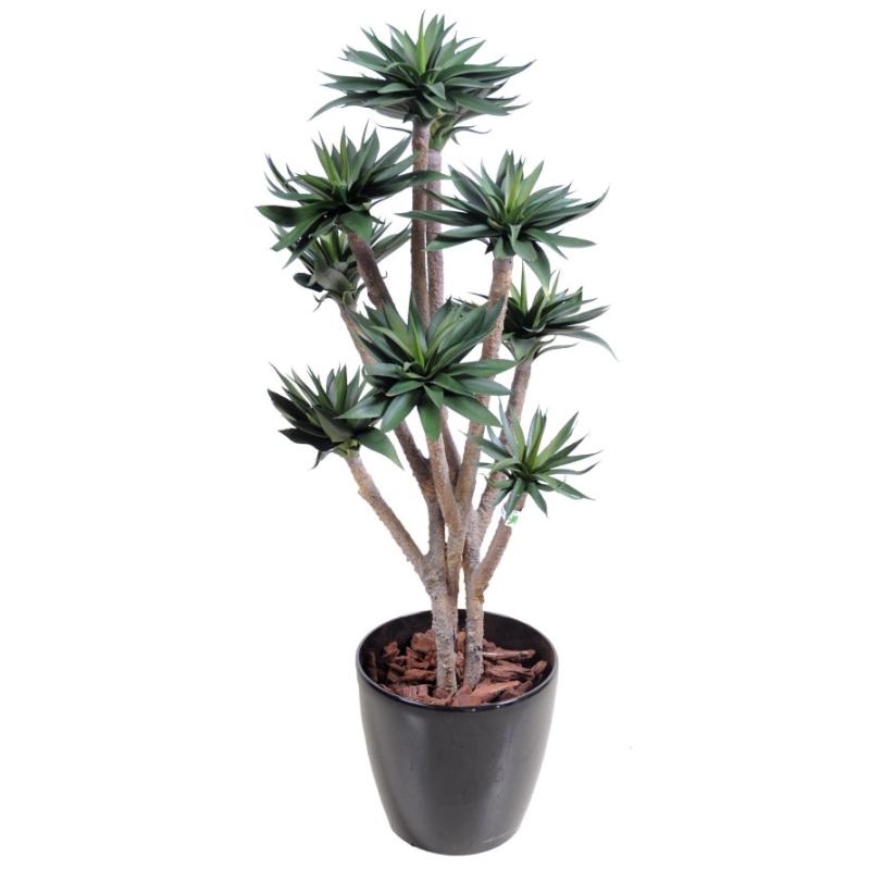 agave9-100-cm