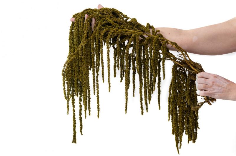 Mur végétal et plante stabilisée à Saint-Malo, Bretagne