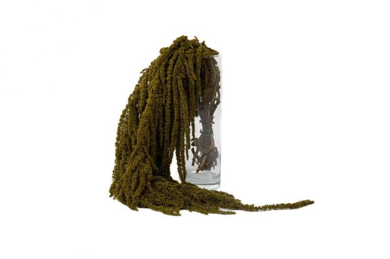 Mur végétal et plante stabilisée à Saint-Malo, Bretagne