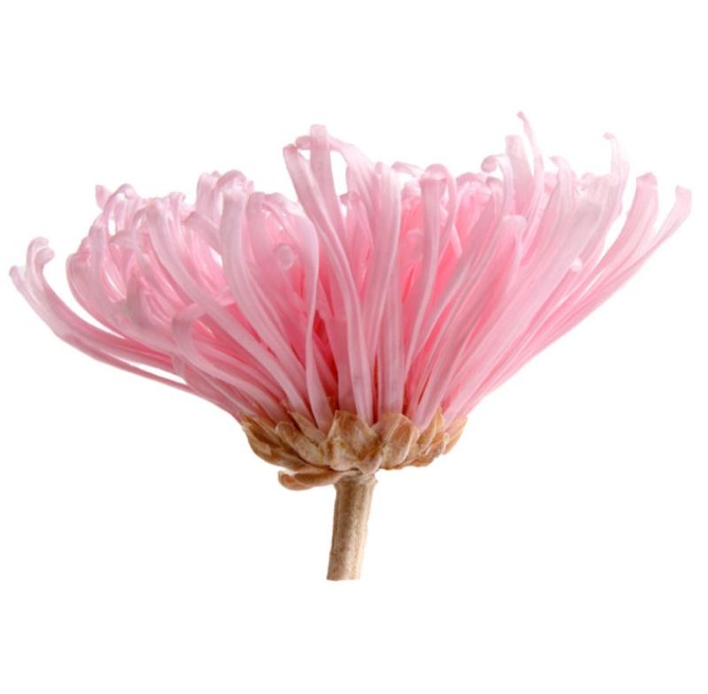 Mur végétal et plante stabilisée à Saint-Malo, Bretagne