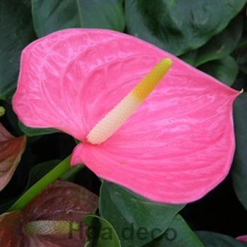 Mur végétal et plante stabilisée à Saint-Malo, Bretagne