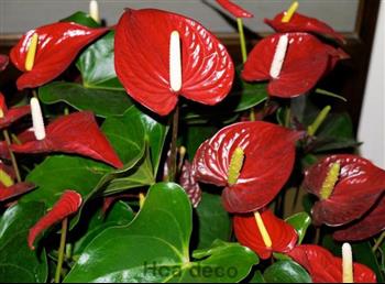 Mur végétal et plante stabilisée à Saint-Malo, Bretagne