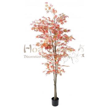 Mur végétal et plante stabilisée à Saint-Malo, Bretagne