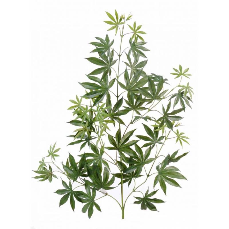 aralia-new-spray-44