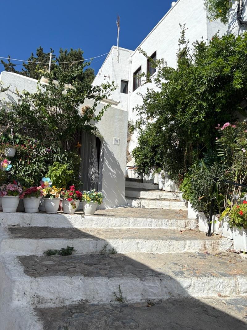 ARBRE GRECE PLANTES NATUREL