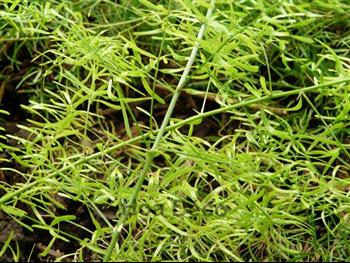 Mur végétal et plante stabilisée à Saint-Malo, Bretagne