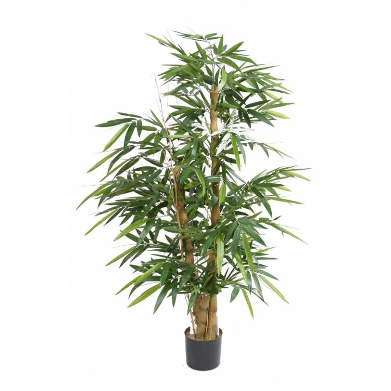 bambou-buddha-tree-150