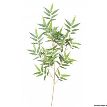 Bambous et Ficus