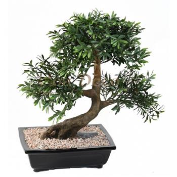 BONSAI BLACK WILLOW