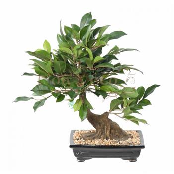 BONSAI FICUS EN COUPE38