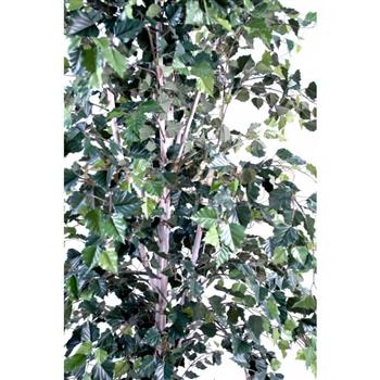 Mur végétal et plante stabilisée à Saint-Malo, Bretagne