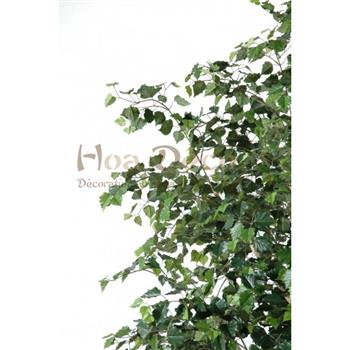 Mur végétal et plante stabilisée à Saint-Malo, Bretagne