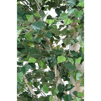 Mur végétal et plante stabilisée à Saint-Malo, Bretagne