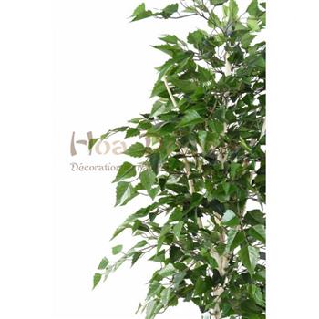 Mur végétal et plante stabilisée à Saint-Malo, Bretagne