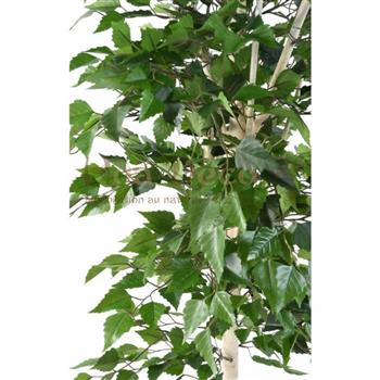 Mur végétal et plante stabilisée à Saint-Malo, Bretagne