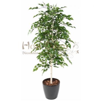 Mur végétal et plante stabilisée à Saint-Malo, Bretagne