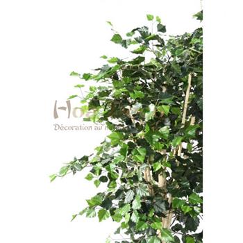 Mur végétal et plante stabilisée à Saint-Malo, Bretagne